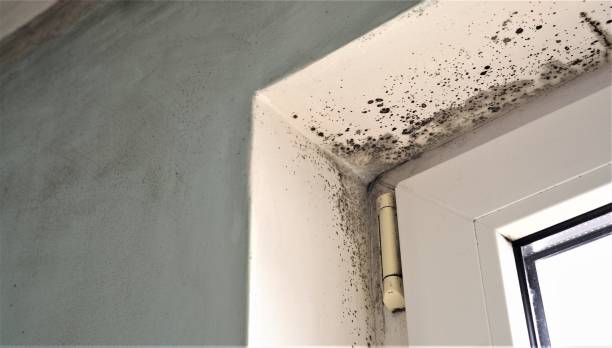 Best Environmental Consulting for Mold Prevention  in Lemmon Valley, NV