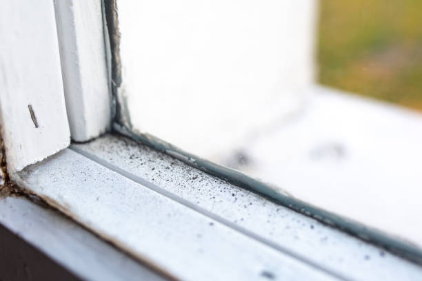 Trusted Lemmon Valley, NV Mold Removal Experts