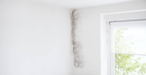  Lemmon Valley, NV Mold Removal Pros