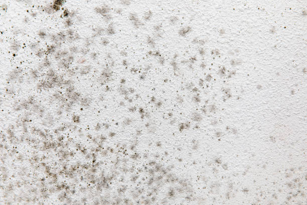 Best Commercial Mold Inspection  in Lemmon Valley, NV