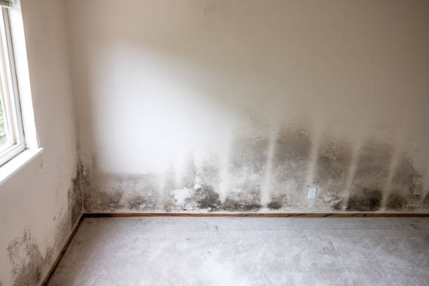 Best HVAC Mold Inspection and Cleaning  in Lemmon Valley, NV