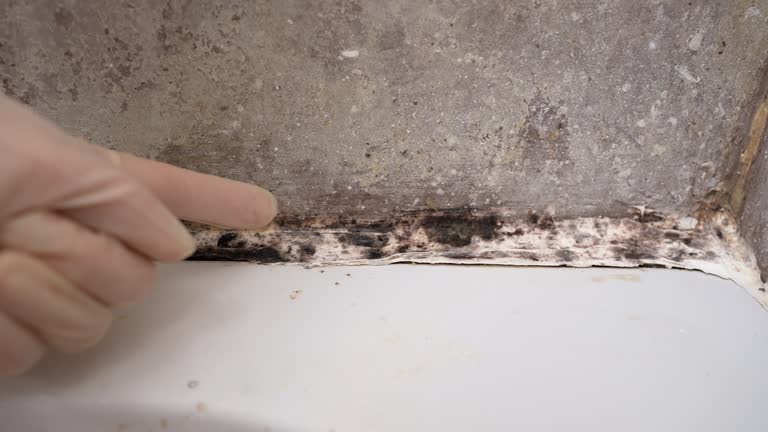 Best Industrial Mold Remediation  in Lemmon Valley, NV